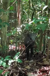 wild boars on trail