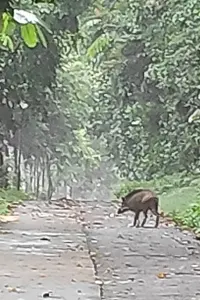 wild boar in the middle of the way 