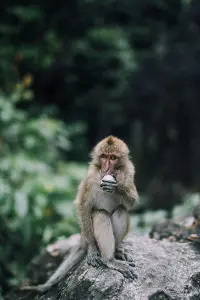 monkey eating at a rock 
